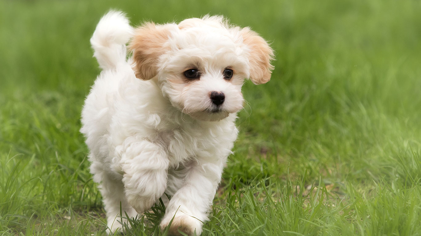 Small-White-Dog-Running-in-Grass